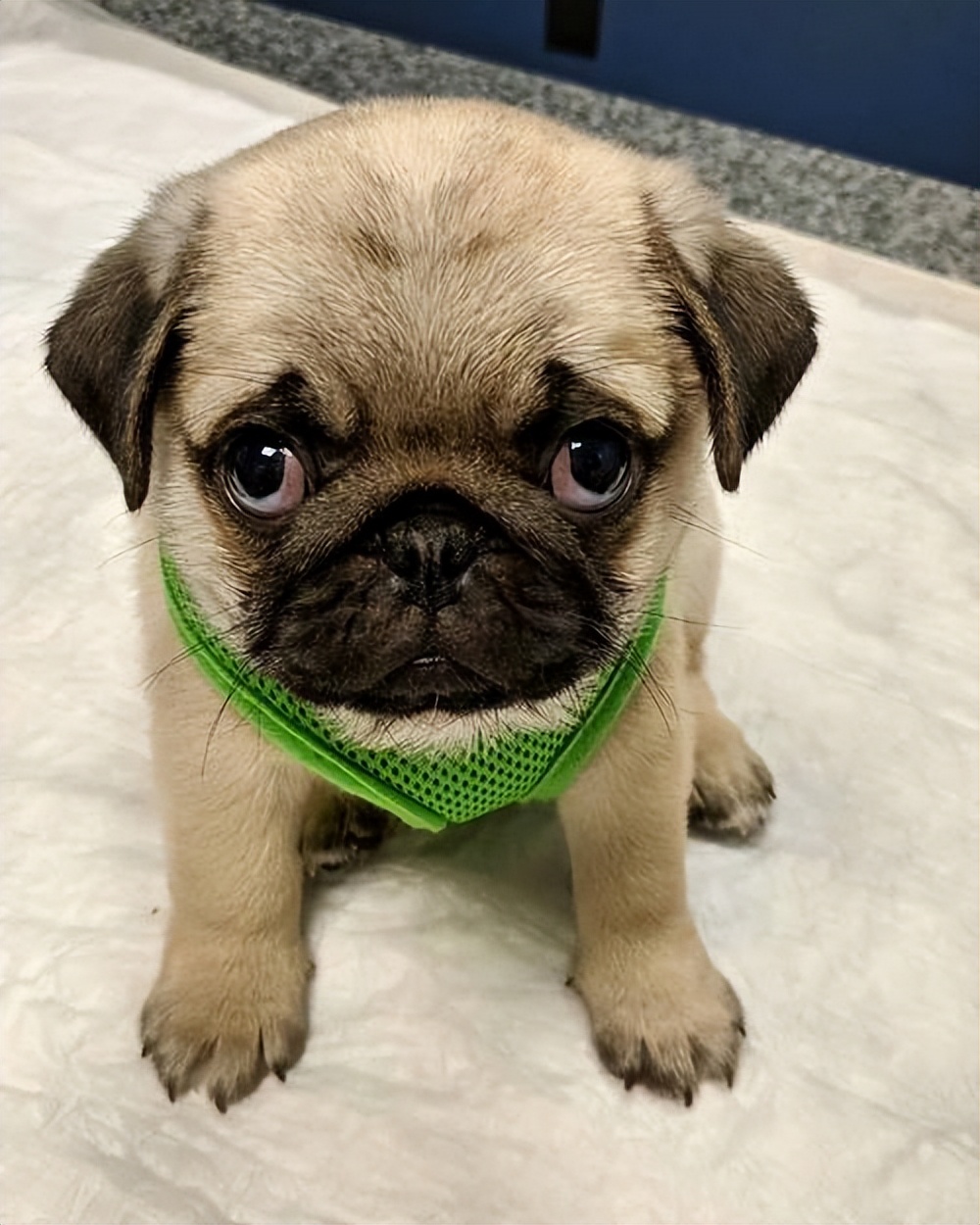 巴哥犬"泪痕重"?7招帮你搞定!