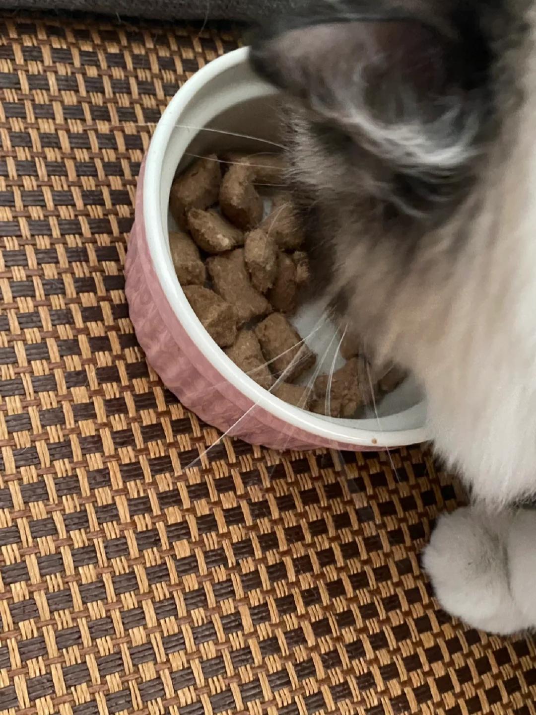 我们收到了一位粉丝的求助他的8个月大的蓝猫在未接种疫苗的情况下