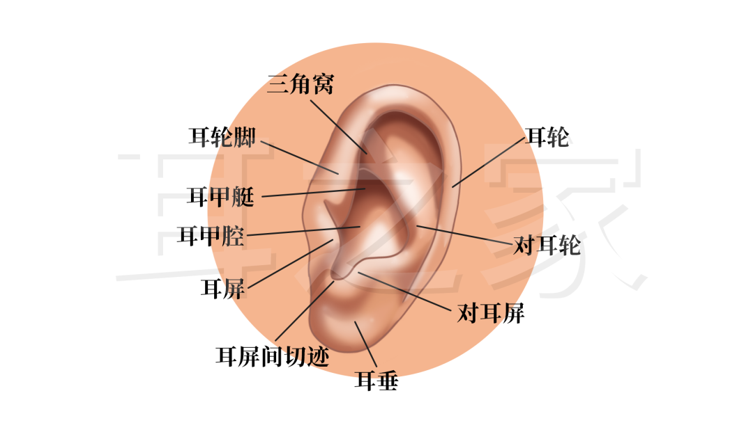 每天做套耳保健操,给耳朵 "松松绑"!听力差的人别错过