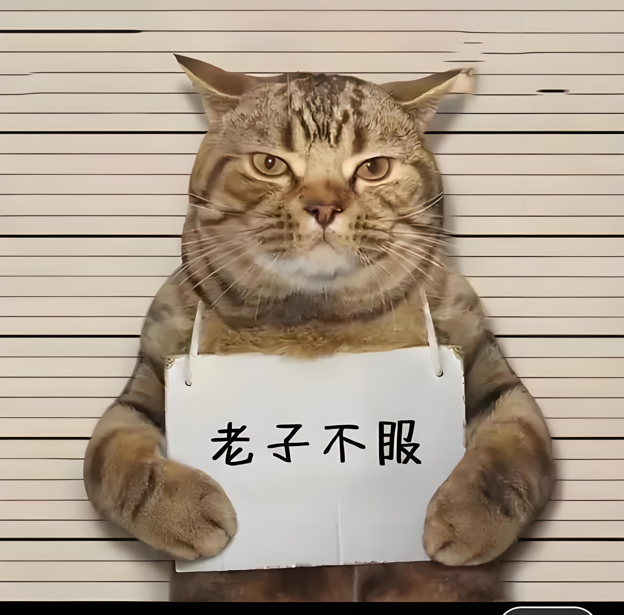 猫咪"贩毒"当场被捕,被判30年?网友:完了,你家娃不能考公了