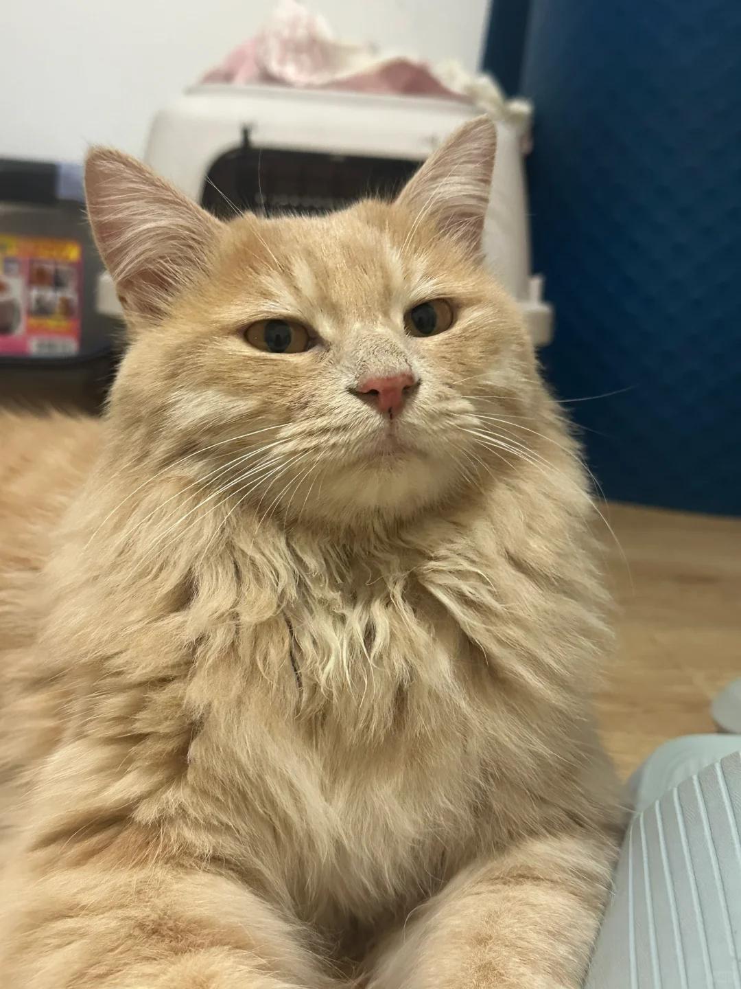 如何妥善处理猫咪冠状病毒感染及康复护理?