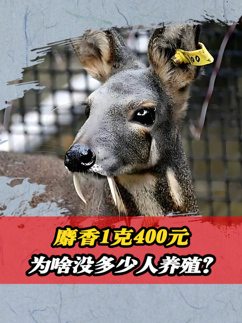 麝香1克400元,卖这么贵为什么没几个人养殖呢?涨知识了!