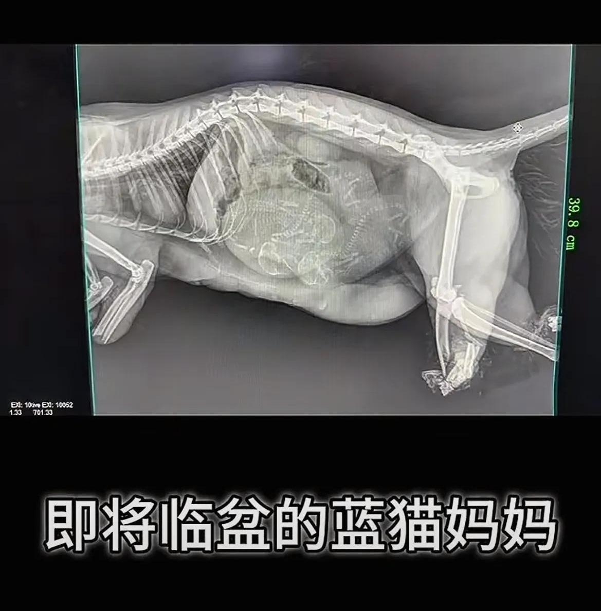 上海蓝猫被虐死后续警方十分重视疑似凶手曝光态度十分嚣张