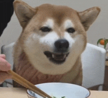 别再瞎喂了,你知道定时喂养,对狗狗来说有多重要吗?