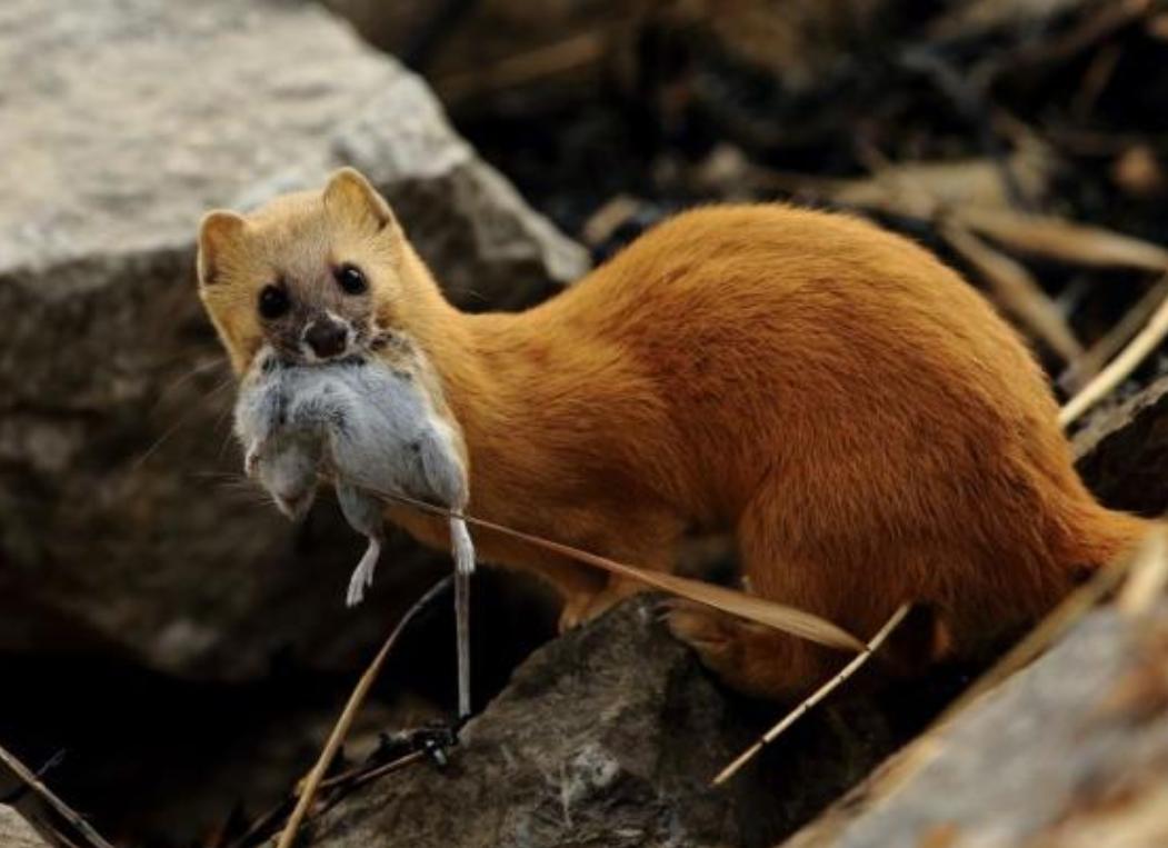 回顾:黄鼠狼浑身都是宝,可为什么没人愿意养?