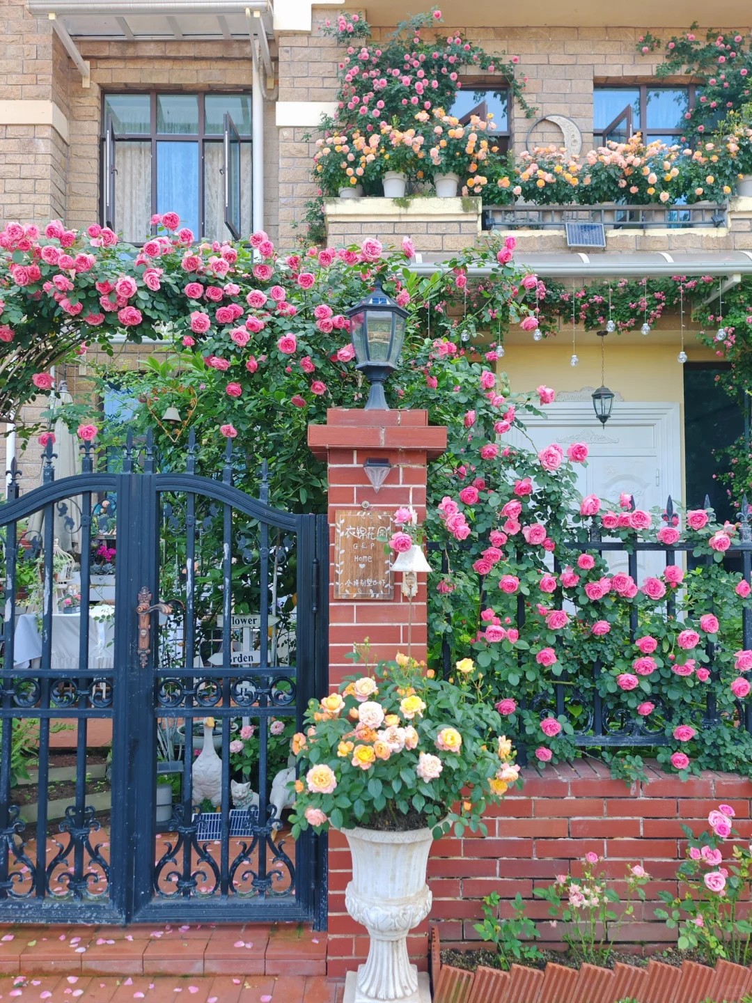 江苏一小伙晒"院子里月季花",网友:一个破轮胎,还这么美,牛