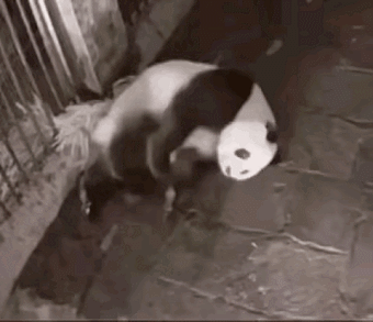 熊猫下崽，竟然是弹射的？(GIF)_我想网
