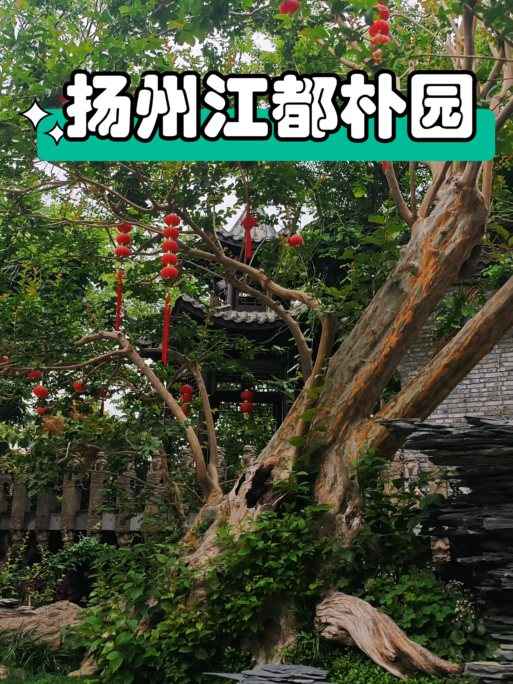 扬州江都朴园,形似卧龙的紫薇树桩被誉为地龙,非常值得一看