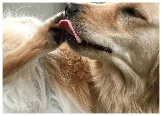 狗狗舔自己的一只爪子