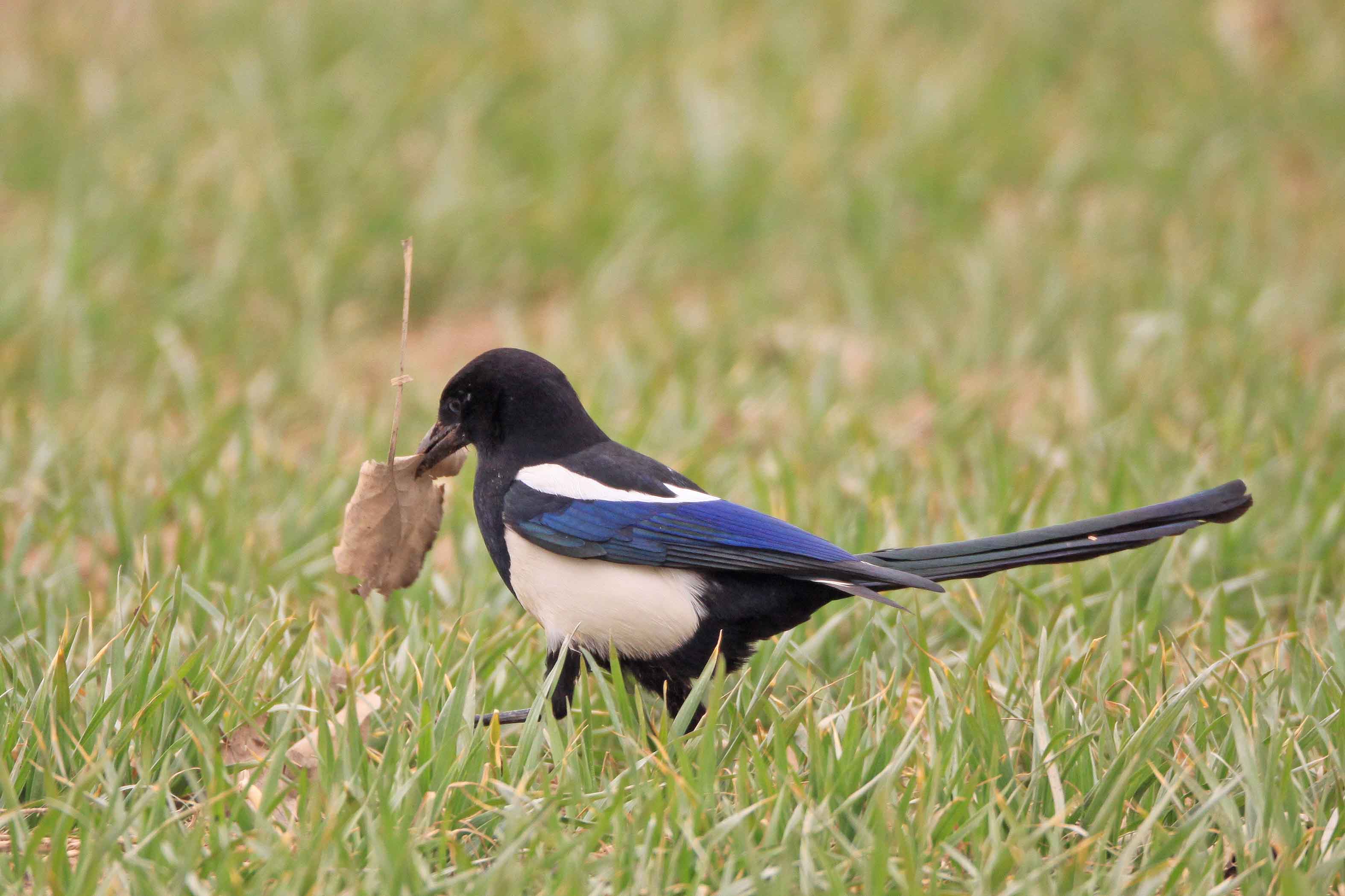 回顾:喜鹊有天敌吗?为何鹰不捕,人不抓的喜鹊数量却不增反减?