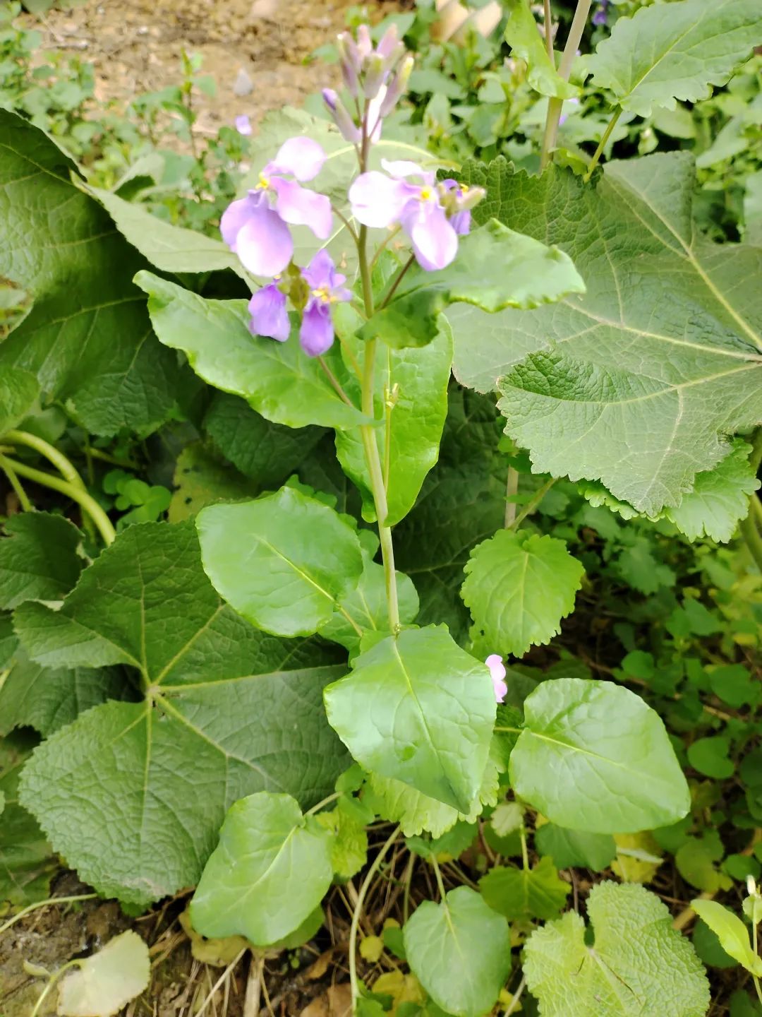 诸葛菜也叫紫金草.其根茎富含亚油酸,有效降低胆固醇和甘油三酯
