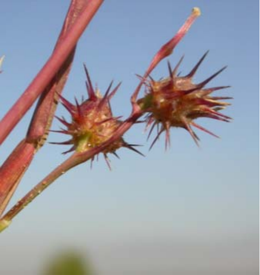 长刺蒺藜草:田地中的"刺儿头"