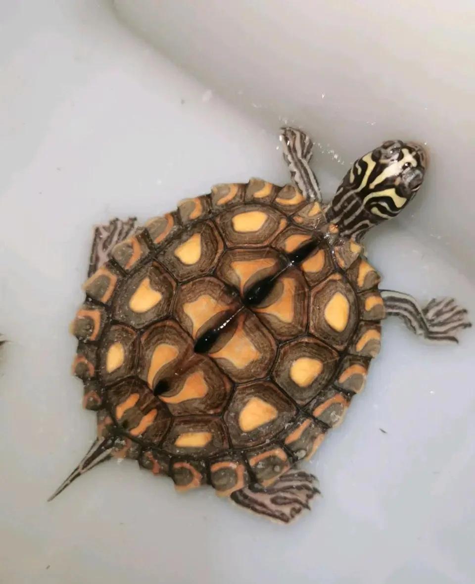 十大智商最高的龟｜龟界“最强大脑”排行榜，你猜谁夺冠？