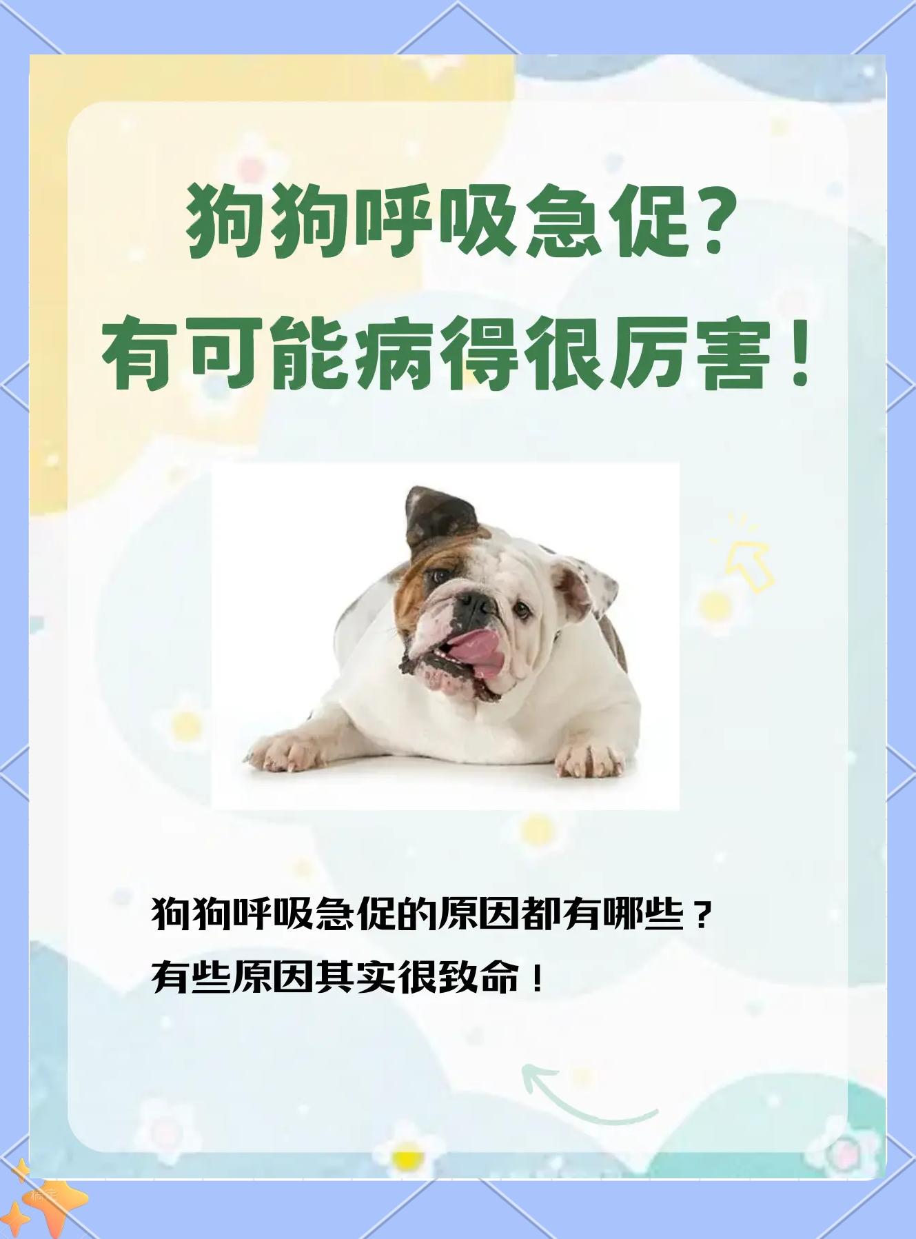 狗狗一直喘气呼吸急促怎么回事