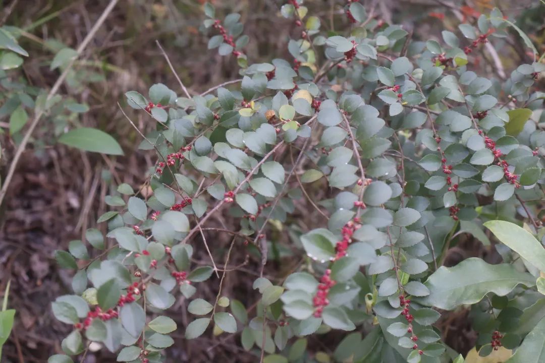 民间牙痛草碎米棵,铁仔内服治牙痛,外敷治烫伤!