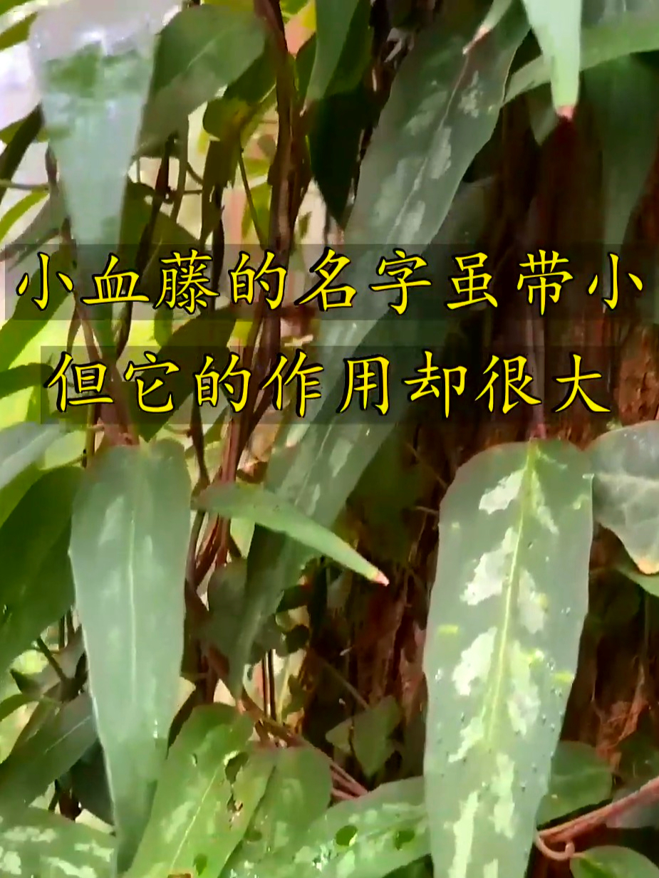 小血藤名字听着小,作用可一点都不小,养着它好处多到超乎想象