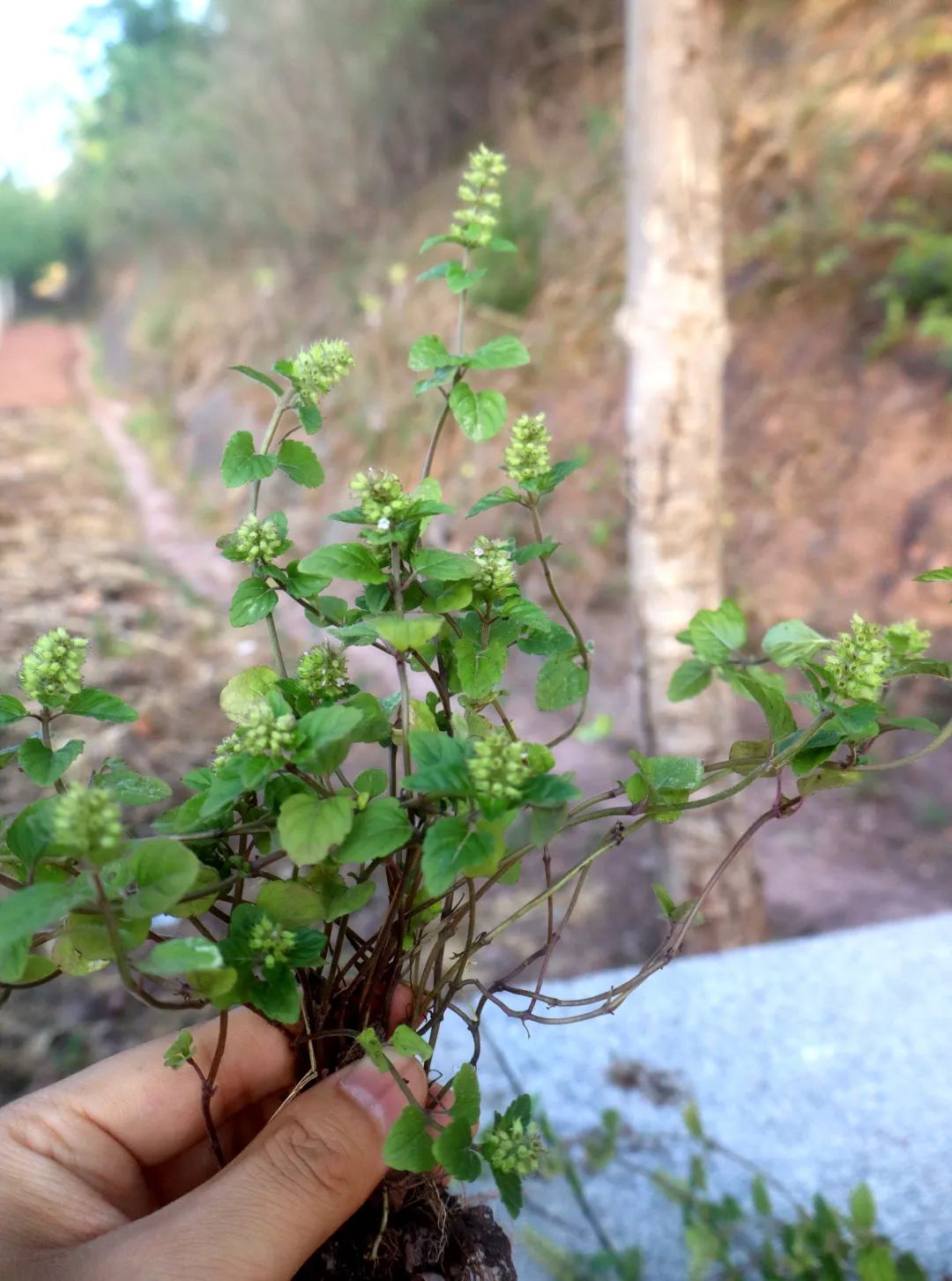 剪刀草,是细风轮菜和邻近风轮菜的全草.又称玉如意,山薄荷等