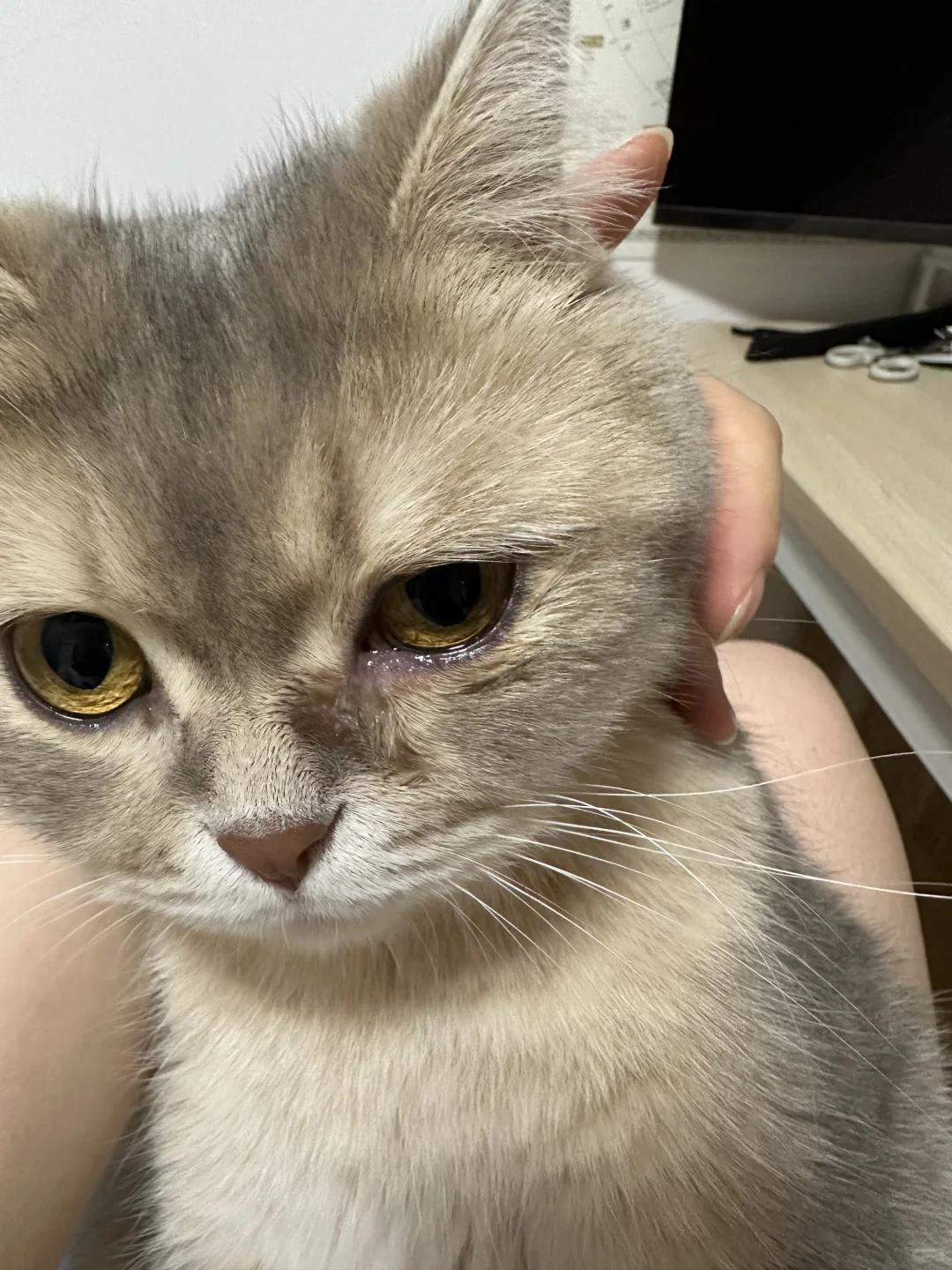 猫咪流泪伴有脓眼屎是眼部问题还是疾病信号?
