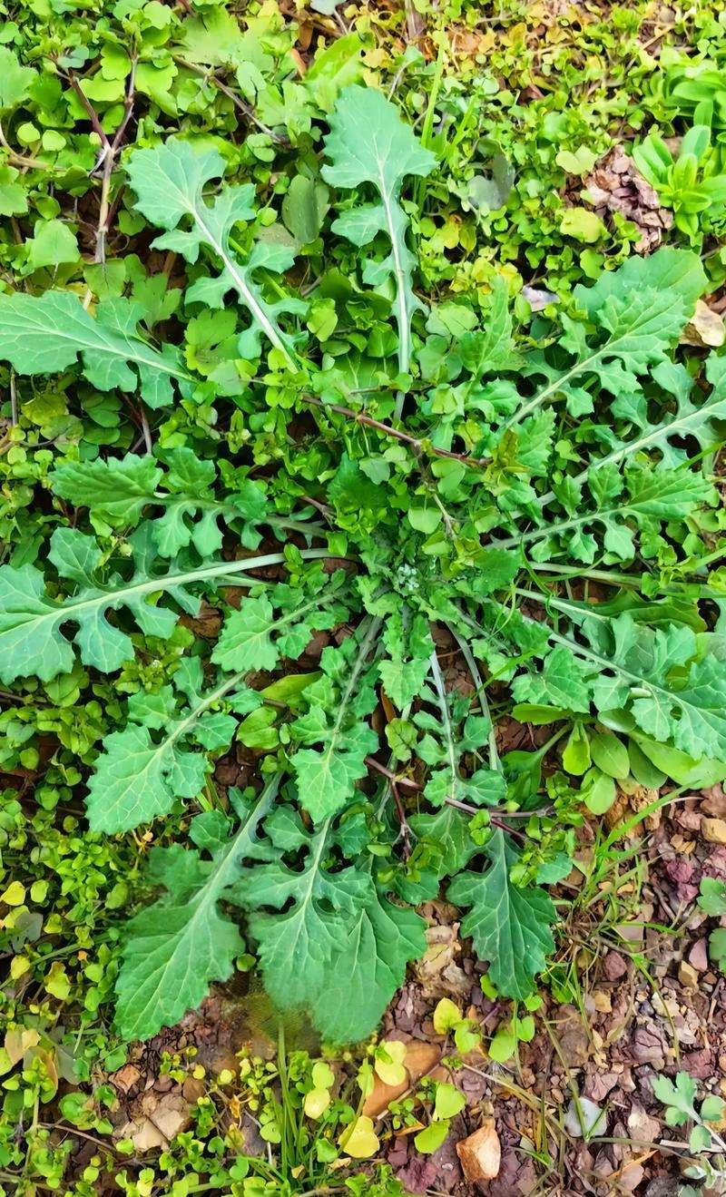 减肥不饿肚子!这5种天然野菜轻松帮你消脂,恢复健康!