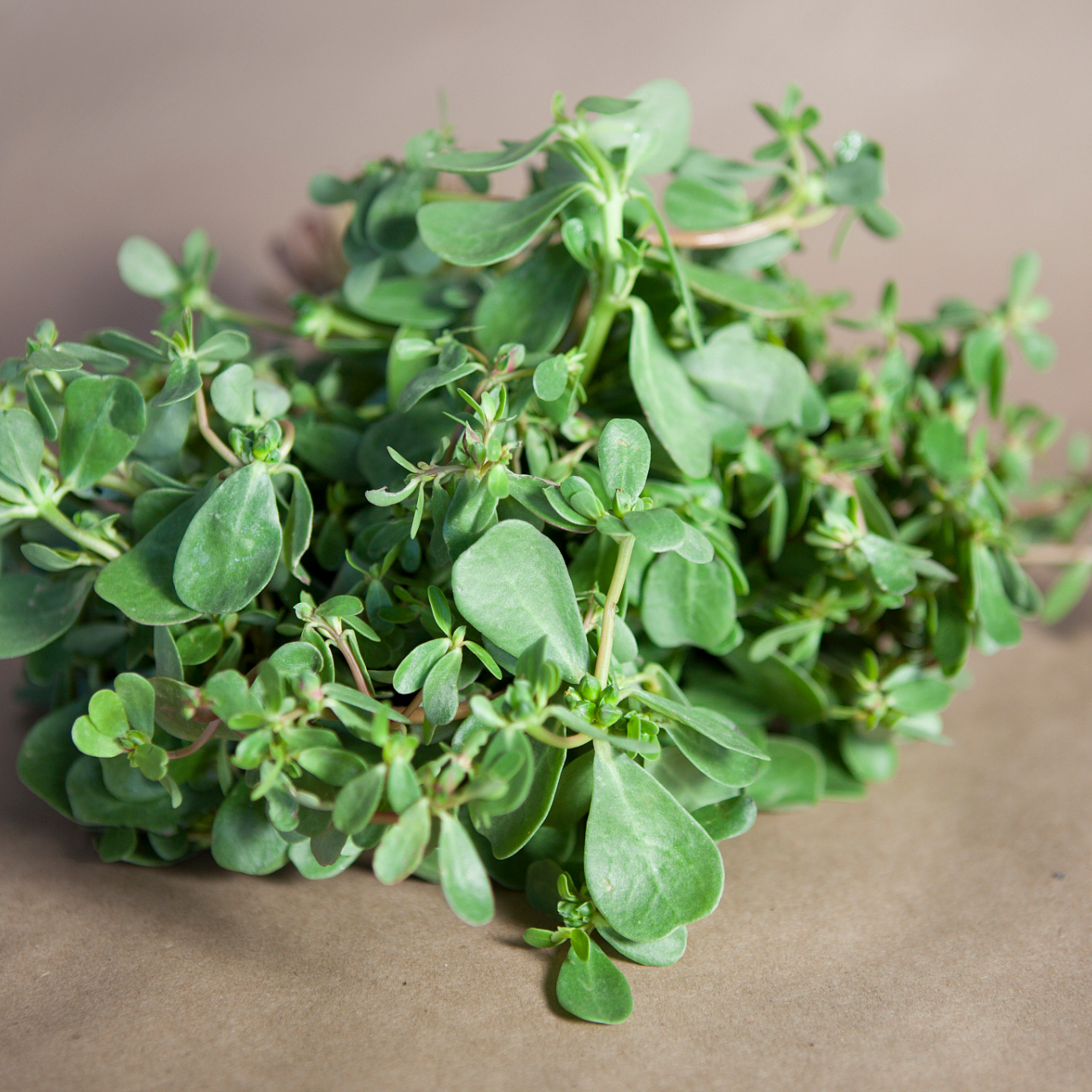 血小板减少,这种野菜堪称"天然升板药",用一个好一个,田间地头就能采!