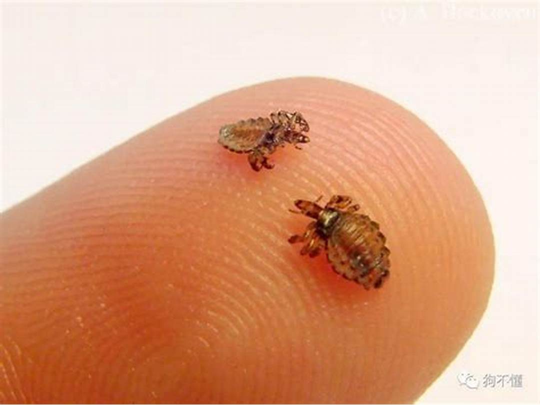 狗身体上跳蚤用什么方法能清除