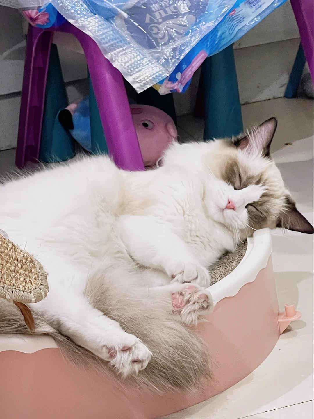 猫咪长时间宫缩未生产伴随白色液体如何紧急处理?