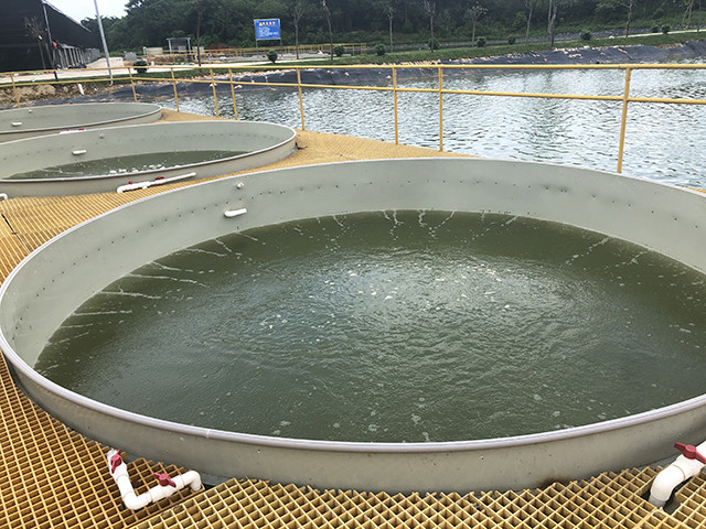 水泥池养鱼前要泡多久?从浸泡原理到实操指南全解析