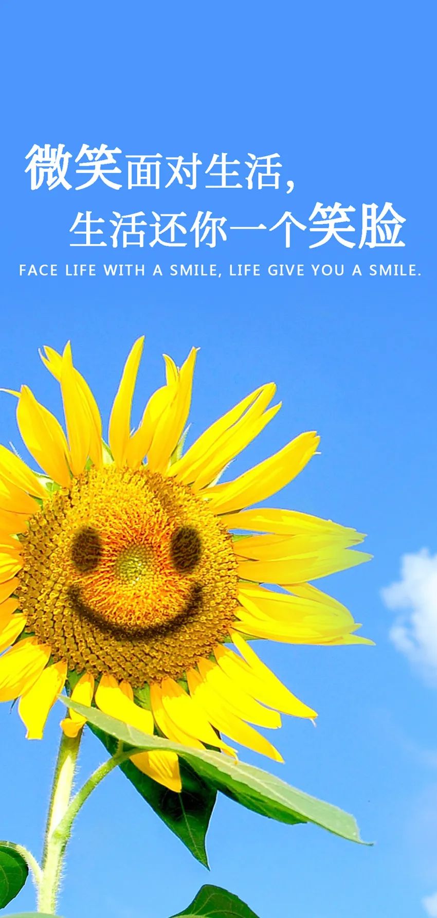 早安正能量努力语录句子,做一个向日葵族,收集阳光,努力生长