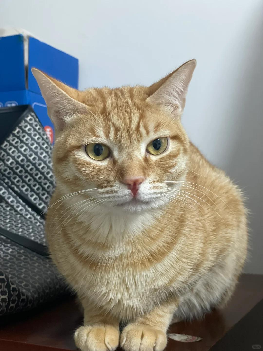 猫咪误食康乃馨叶子的危害康乃馨这种美丽的花卉虽然在人类眼中代表