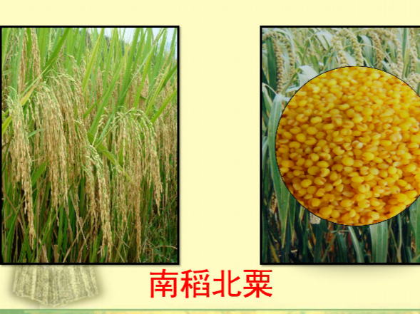 南稻北栗的农业格局是在原始社会时期逐渐形成的