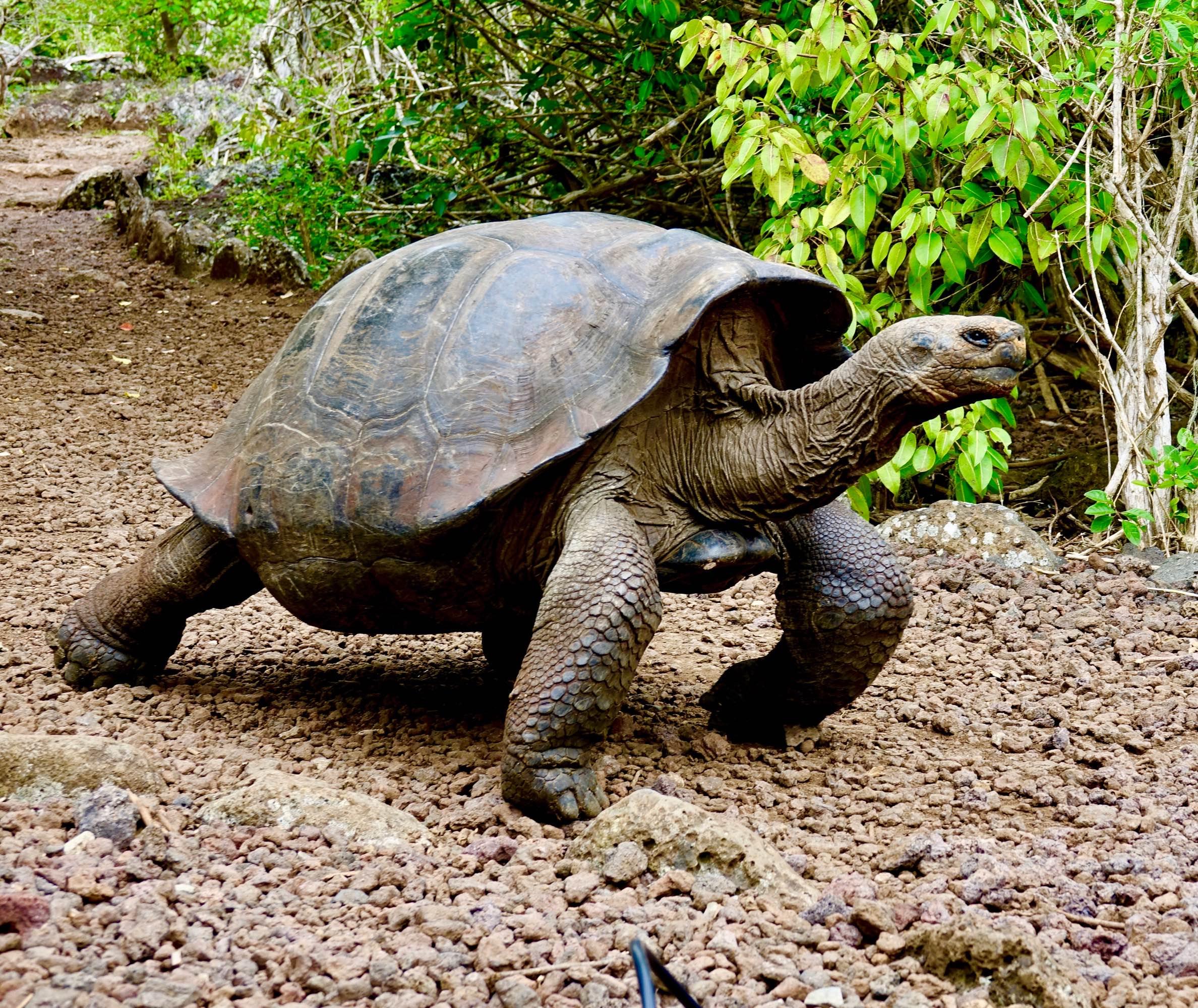 回顾:百岁老龟努力多年,和数百母龟孕育800子女,挽救种群以免灭绝