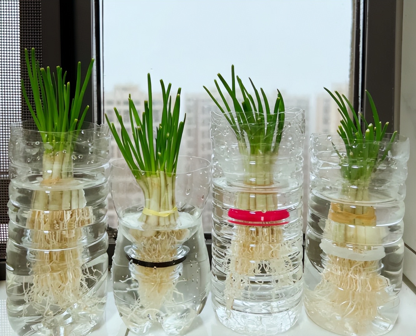 上海一女生,因"200个矿泉水瓶实现种菜自由"火了,网友:不值