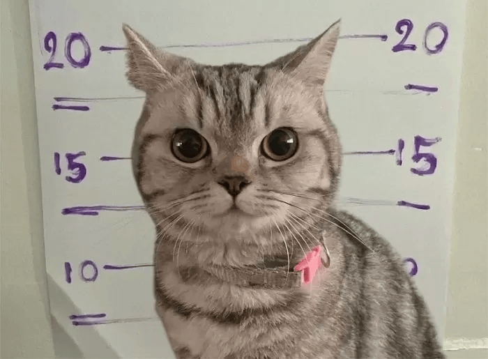 猫因在警局内连续攻击多名警员,被警方依法逮捕,并完整记录了犯罪证据