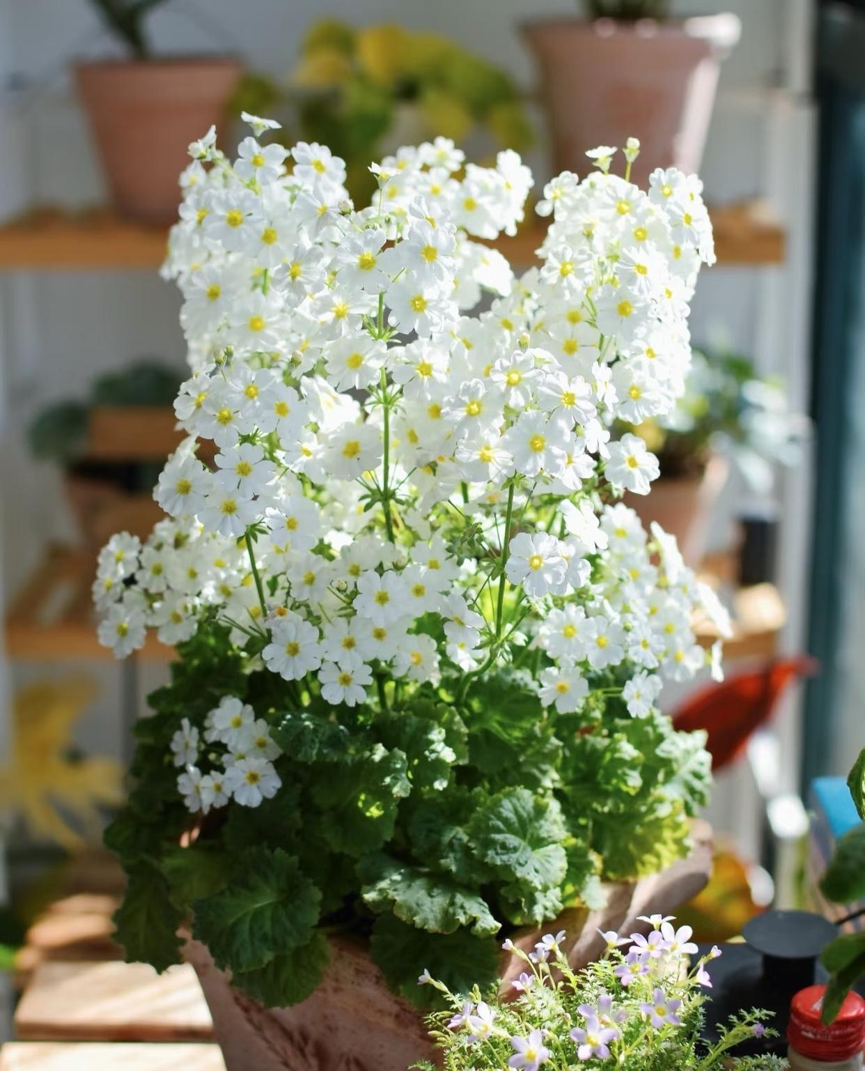 一款堪称完美的盆栽草花,耐阴耐寒没话说,观赏高,冬春绽放