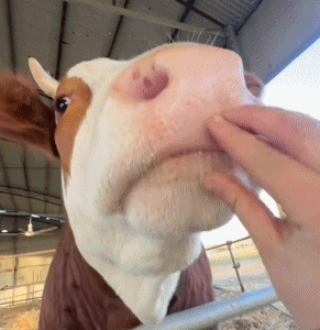 291_300gif 动态图 动图