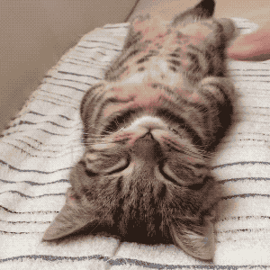 300_300gif 动态图 动图