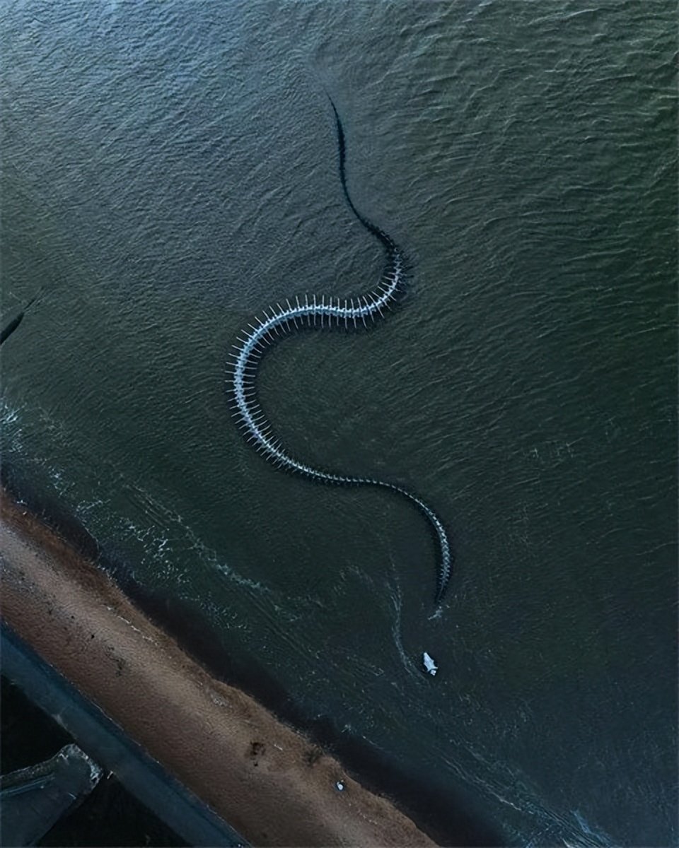 故事:海南渔民捕鱼时偶遇超长海蛇,仔细一看吓得脸色发白