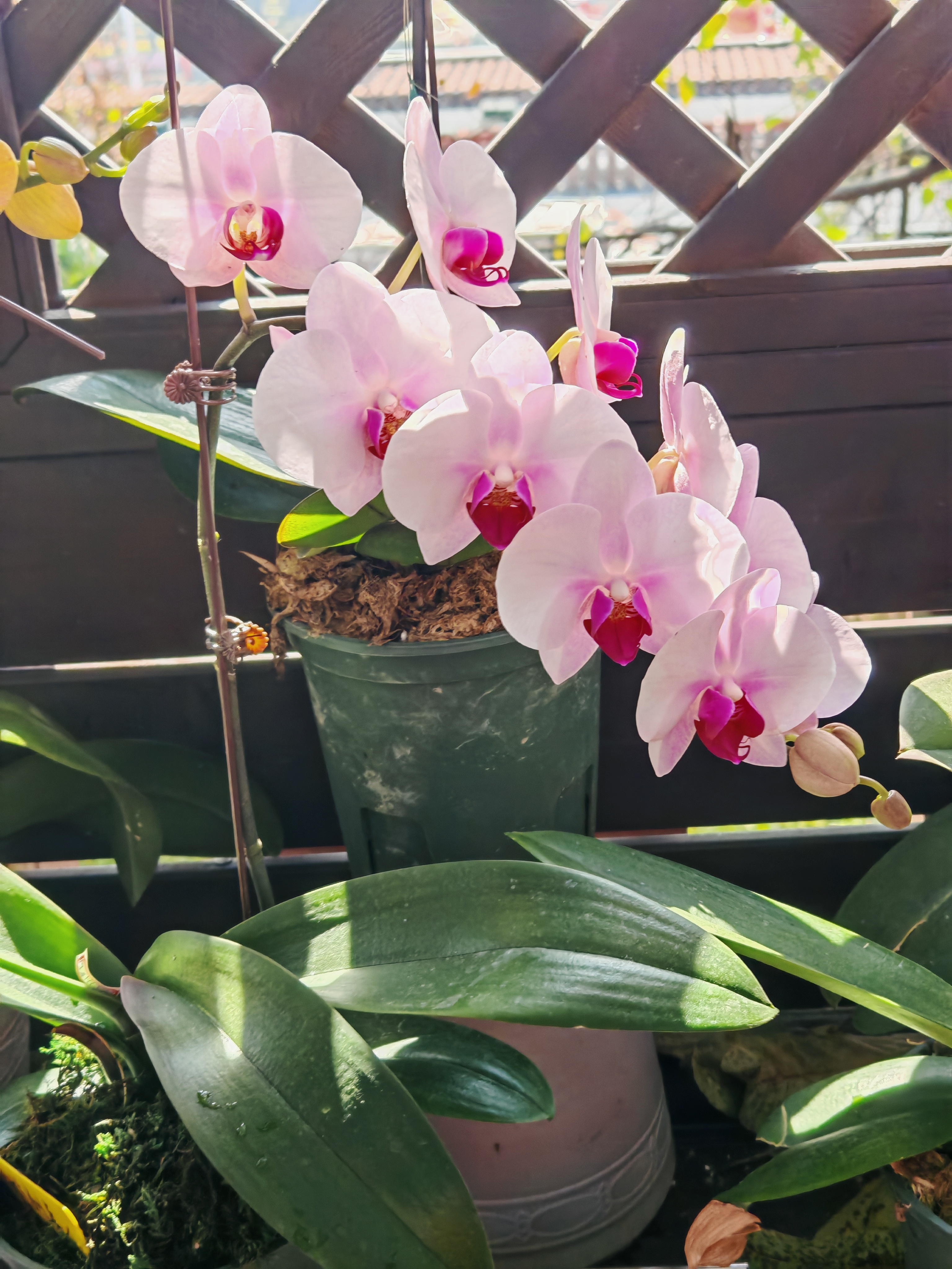 婉约清丽,杭州美女蝴蝶兰,网友:丰花勤花,真得非常优秀