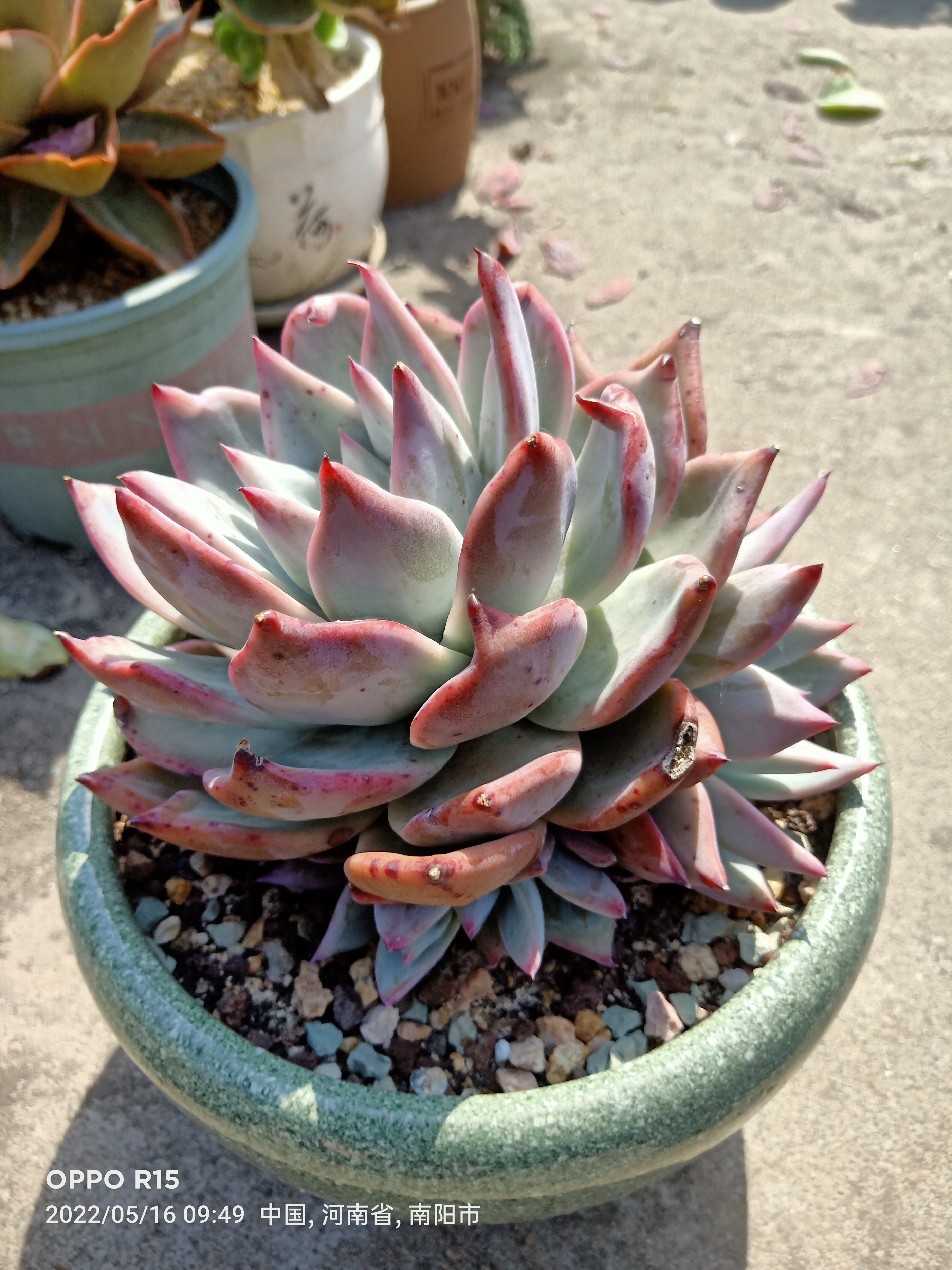 而属于院里多肉的困顿时光,却才刚刚开始