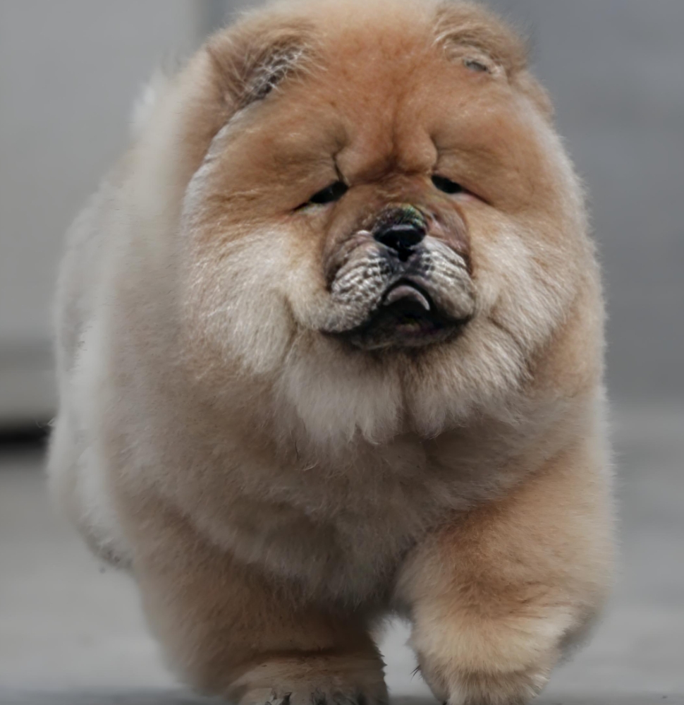 松狮犬的体重管理秘籍:从萌宠到健康成犬的全攻略!