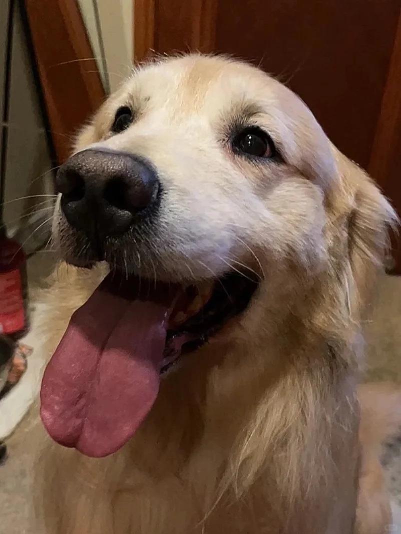 狗狗突然狂叫抽搐并吐白沫,是中毒还是疾病?一探究竟