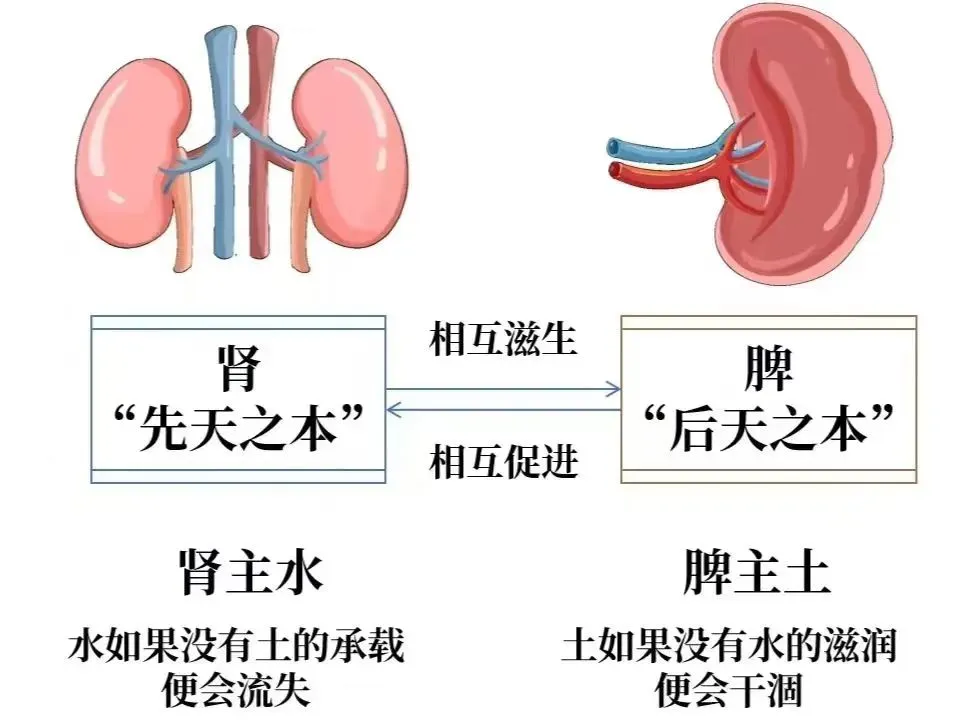 孩子个矮长得慢,多吃"2宝",脾肾同补,长更好