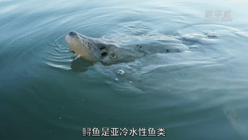 “好物”出海記｜生產全球60%的魚子醬，高端“土特產”挑動世界味蕾-有駕