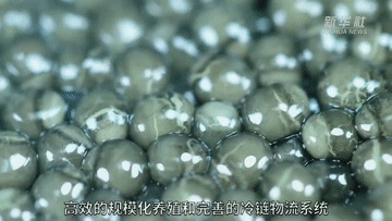 “好物”出海記｜生產全球60%的魚子醬，高端“土特產”挑動世界味蕾-有駕