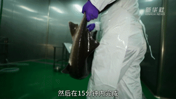 “好物”出海記｜生產全球60%的魚子醬，高端“土特產”挑動世界味蕾-有駕