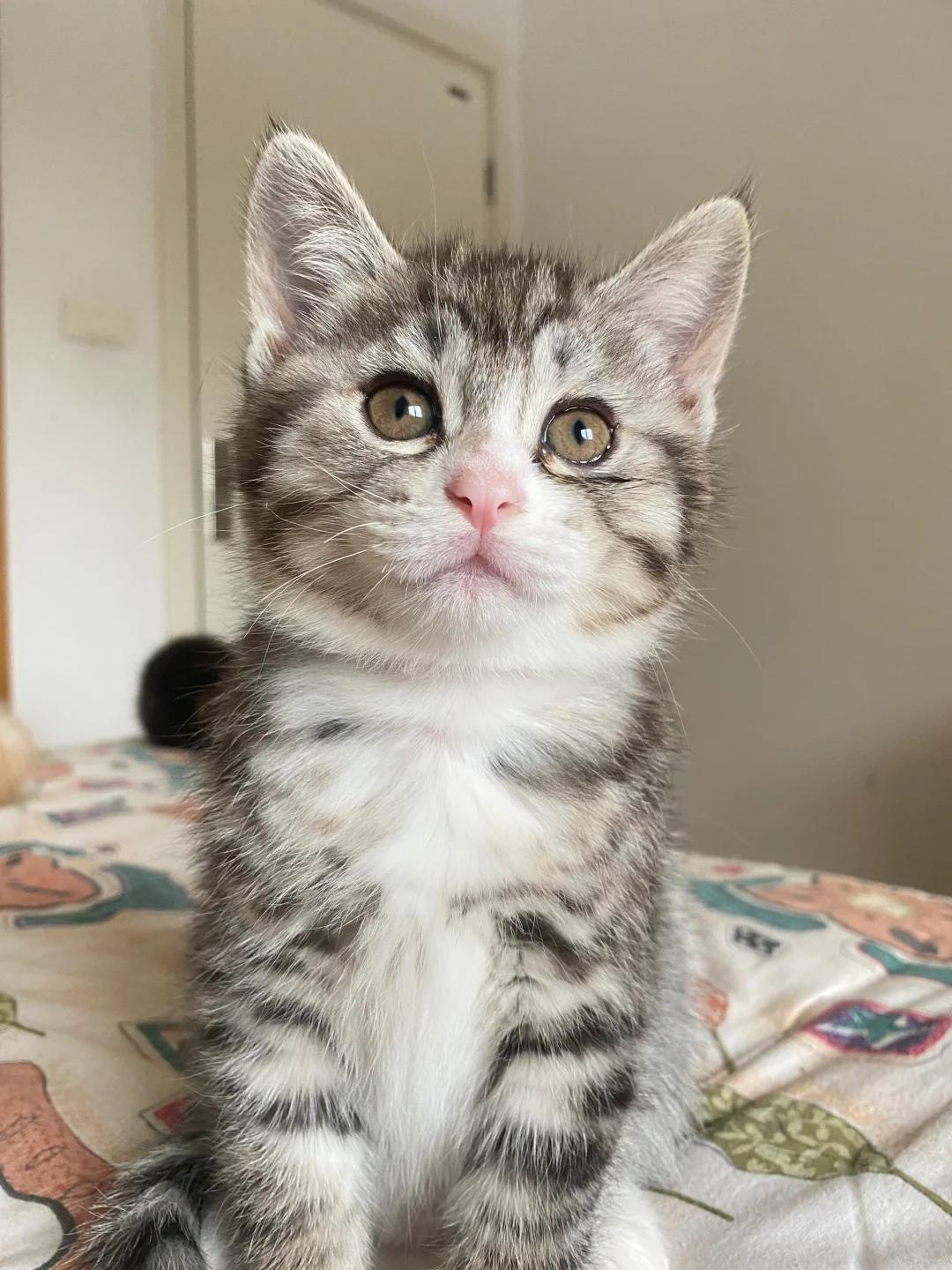 新生小猫眼睛分泌物过多怎么办?如何有效护理?