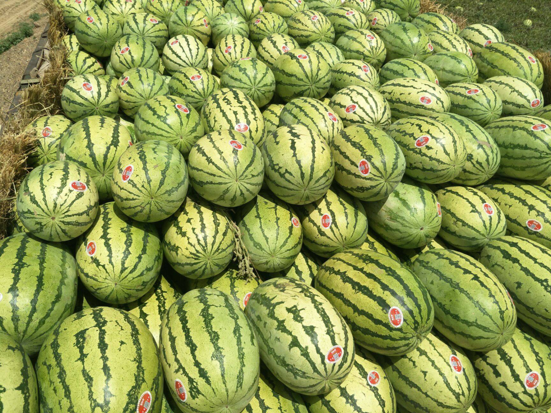 回顾:"戈壁西瓜"为何被局部禁种,硒砂瓜到底有何危害?