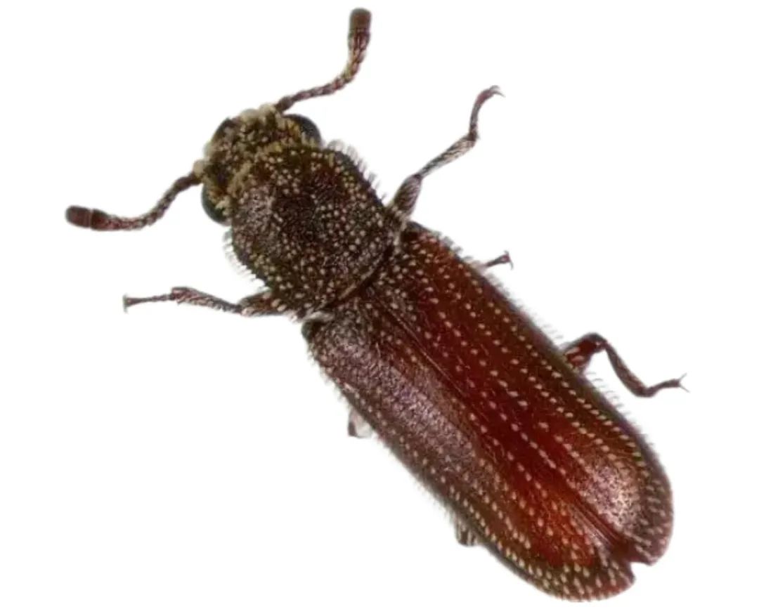 竹蠹虫|喜欢藏在竹子里,也叫竹子虫,为褐粉蠹