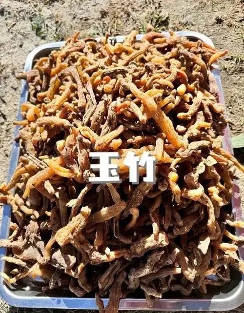 玉竹的功效和作用 玉竹是什么东西啊
