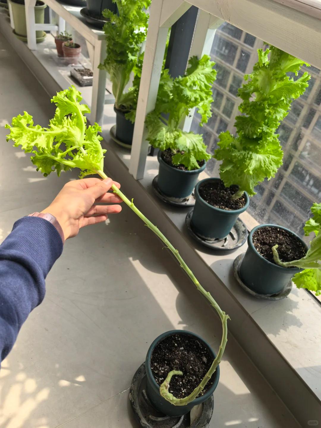 上海姑娘封闭阳台用200个矿泉水瓶种菜!实现吃菜自由